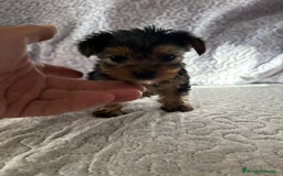 Yorkshire Terrier perros en venta: Yorkshire mini - Imagen 11