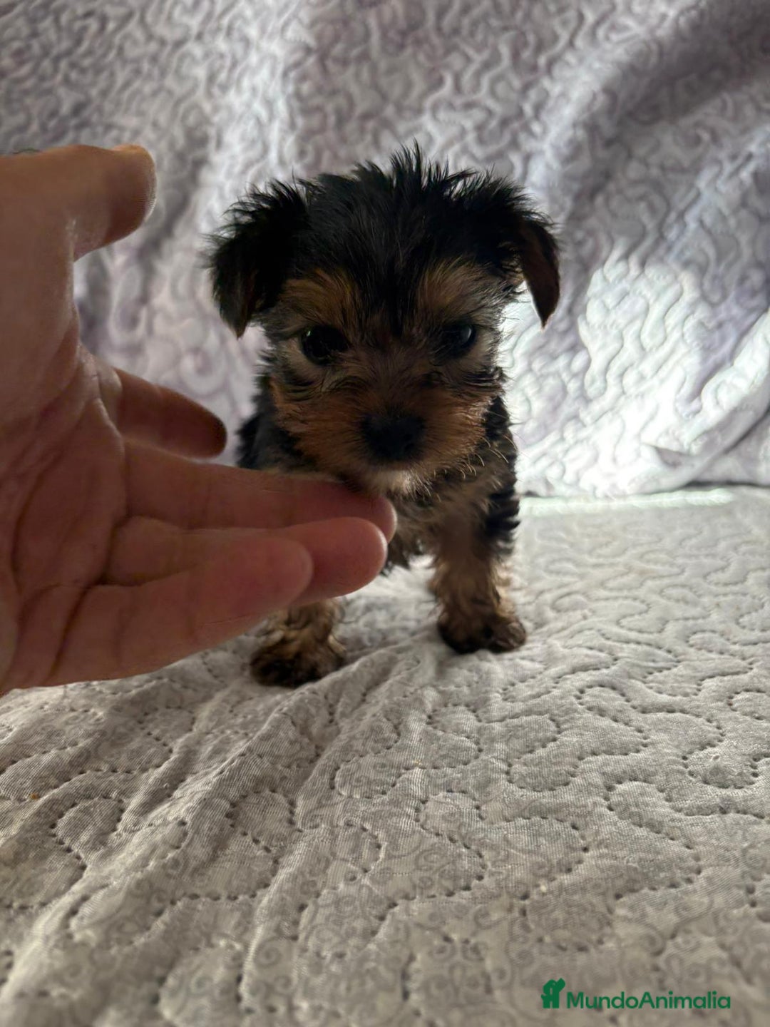 Yorkshire Terrier perros en venta: Yorkshire mini - Imagen 11