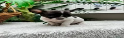 Chihuahua perros en venta: CHIHUAHUA - Anuncio 13