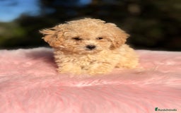 Caniche Toy perros en venta: Caniche Toy Apricot  - Anuncio 5