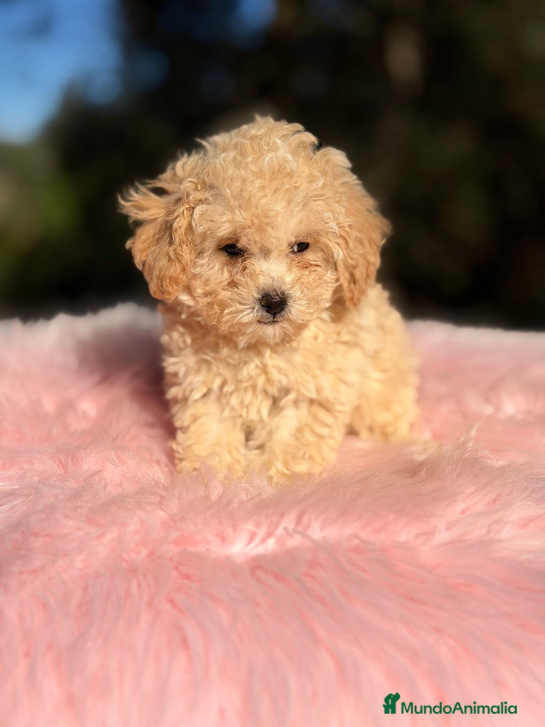 Caniche Toy perros en venta: Caniche Toy Apricot  - Anuncio 5