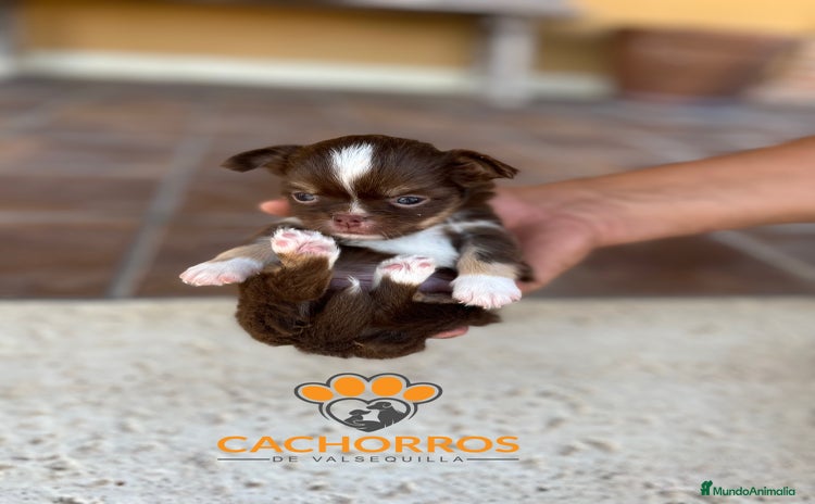Chihuahua perros - Anuncio 5