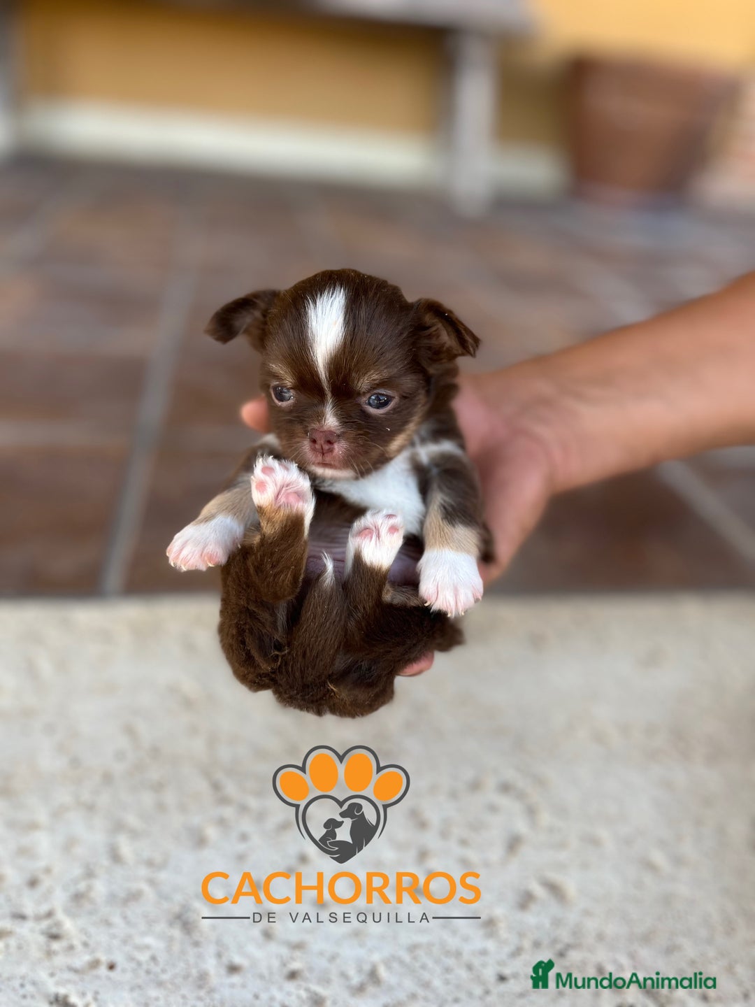 Chihuahua perros en venta: Chihuahua pelo largo  - Imagen 1