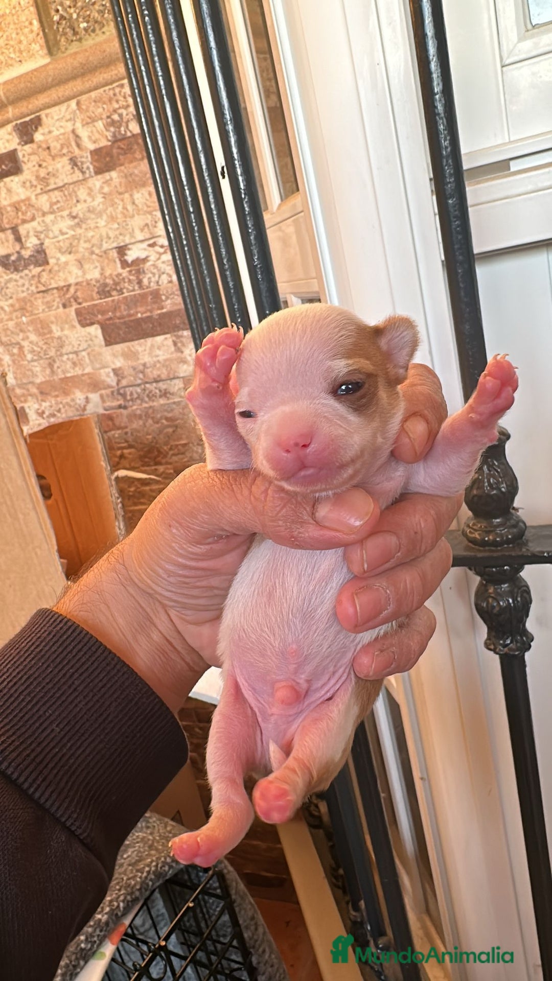 Chihuahua perros en venta: Chihuahua  - Anuncio 8