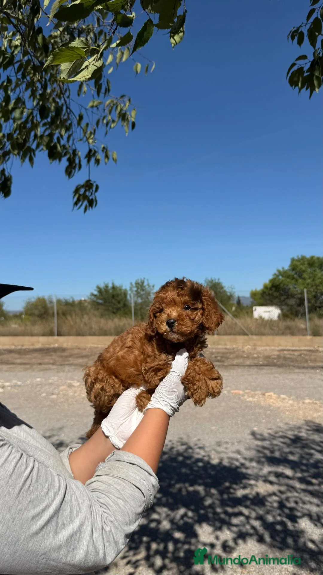 Caniche Enano perros en venta: CANICHE APRICOT - ✅ CACHORRO DISPONIBLE - Anuncio 3