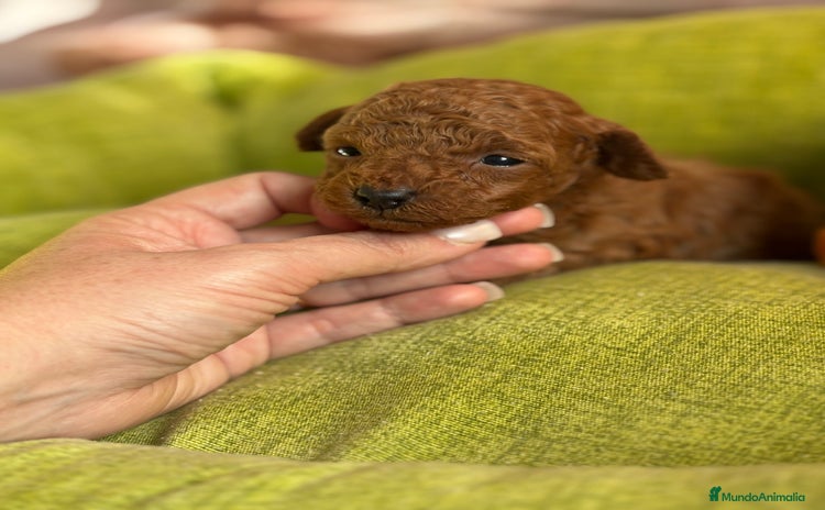 Caniche Toy perros Caniche Toy rojo hembras y macho  - Anuncio 1