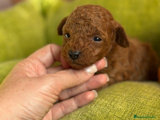 Caniche Toy perros Caniche Toy rojo hembras y macho - Anuncio 1