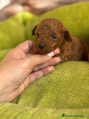 Caniche Toy perros Caniche Toy rojo hembras y macho - Anuncio 4