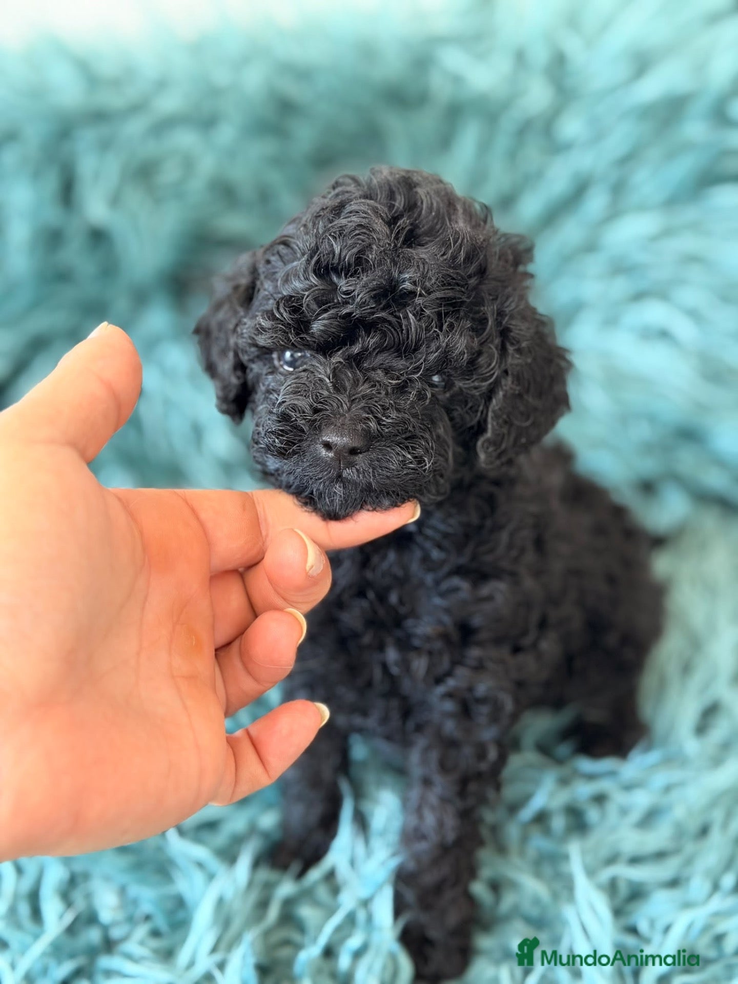 Caniche Toy perros Caniche toy 💙🐾 - Anuncio 1
