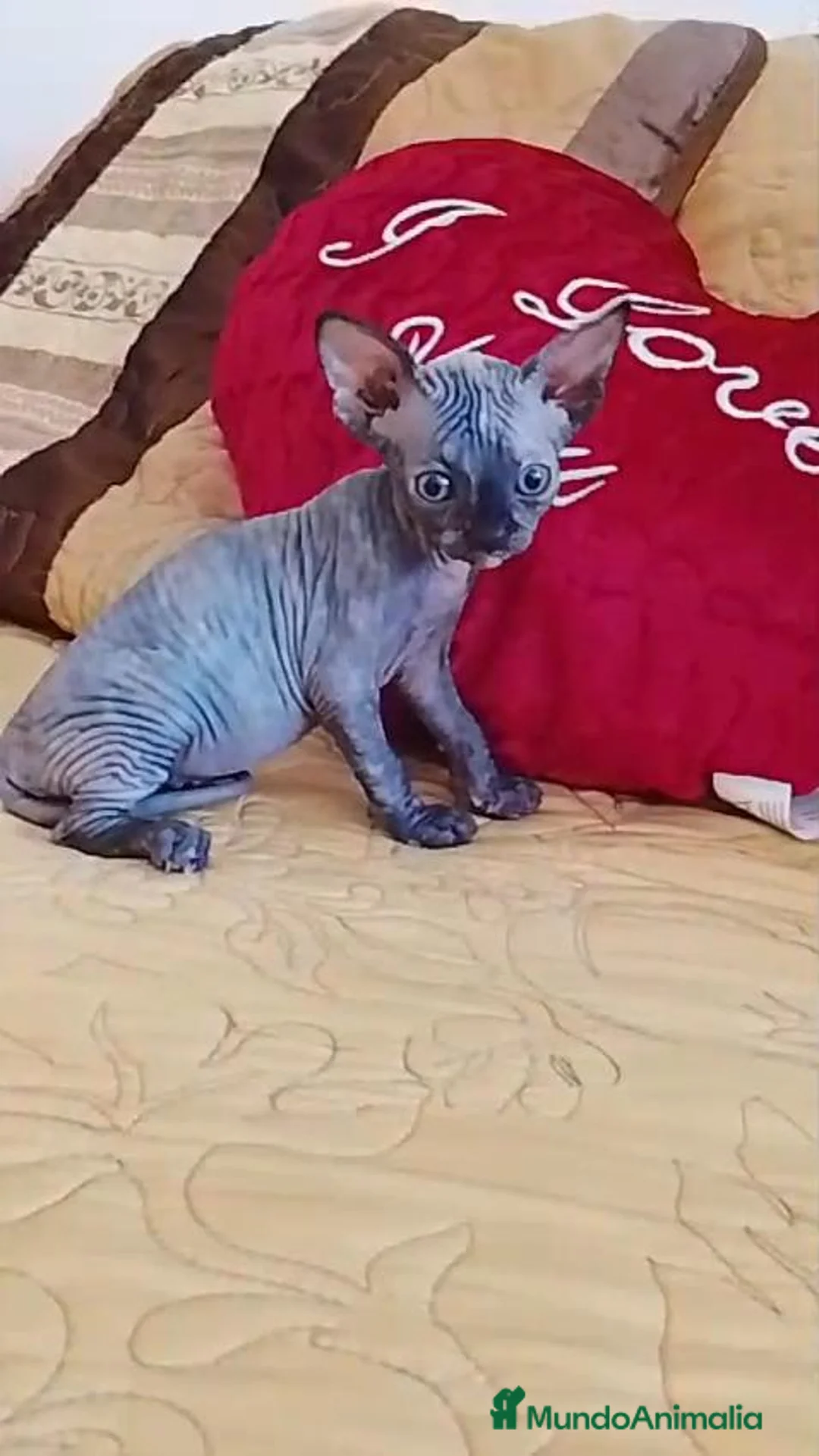 Sphynx gatos en venta: Preciosa hembrita tortuga blue  - Anuncio 1