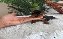 Yorkshire Terrier perros en venta: YORKSHIRE TERRIER - Imagen 6
