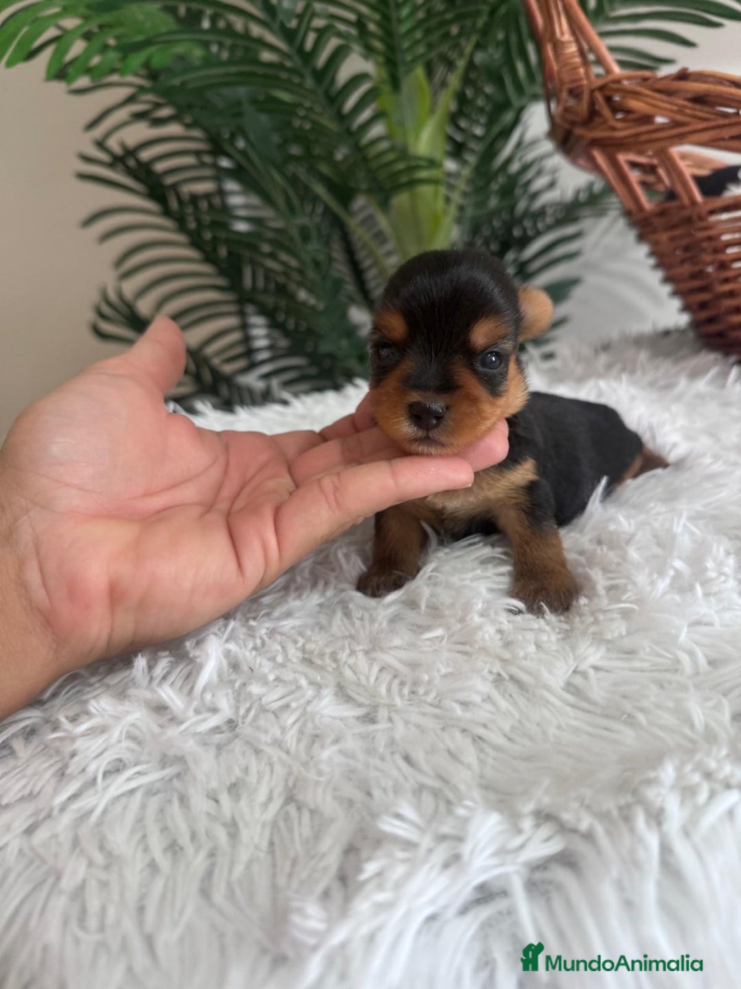 Yorkshire Terrier perros en venta: YORKSHIRE TERRIER - Imagen 6