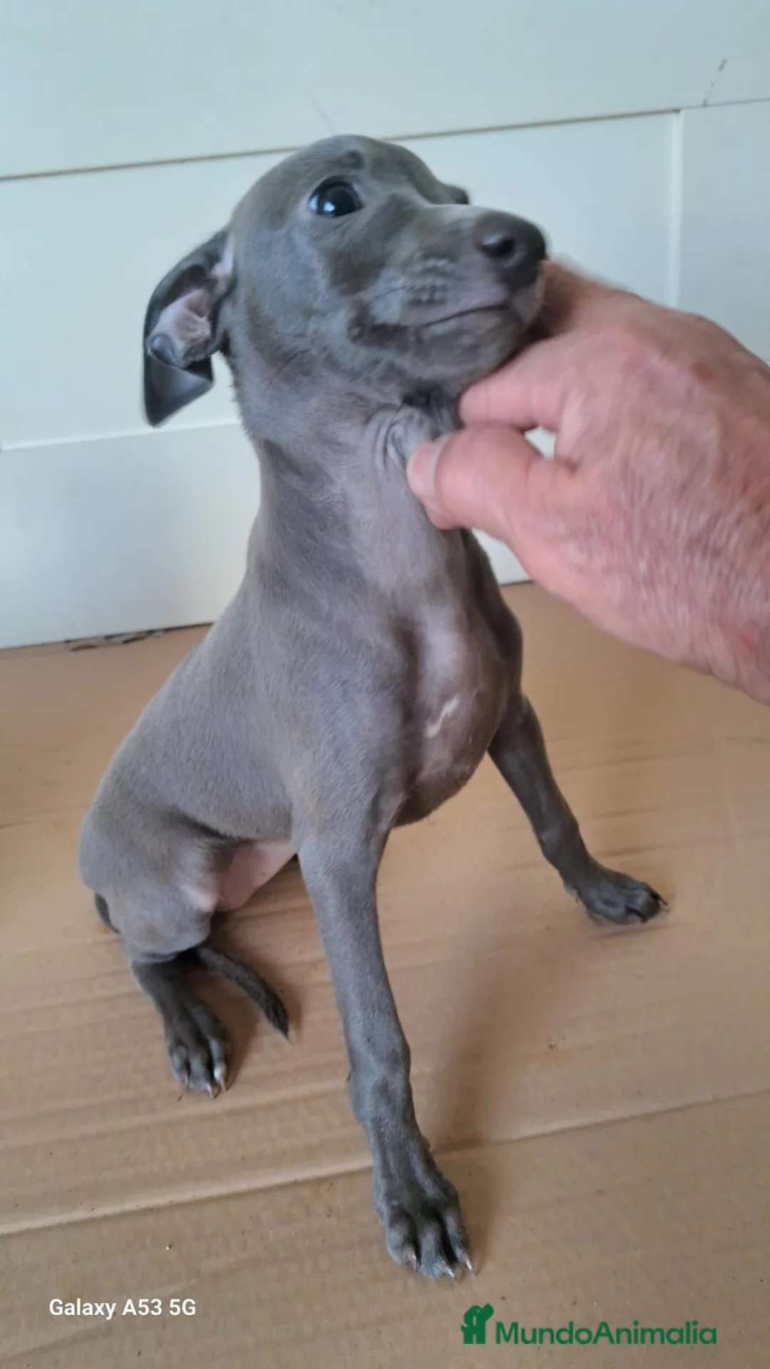 Pequeño Lebrel Italiano perros en venta: Lebrel italiano última hembra!! - Anuncio 2