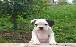 Boxer perros en venta: BOXER BLANCO - Imagen 5