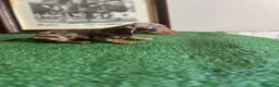 Teckel Miniatura perros en venta: Cachorra mini arlequín chocolate  - Anuncio 3