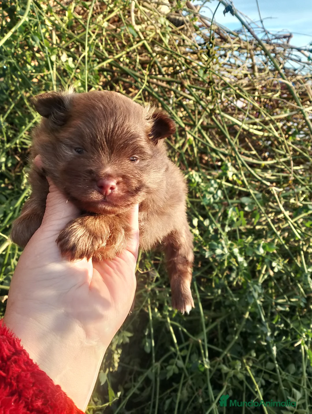 Pomchi perros en venta: Pomchi macho 550€  - Anuncio 4