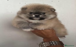 Pomerania perros en venta: POMERANIA // CACHORROS  - Anuncio 1