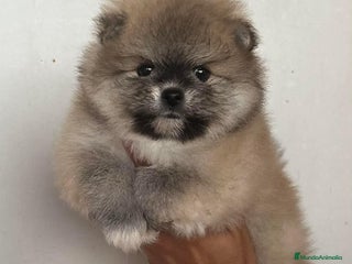 Pomerania perros POMERANIA // CACHORROS - Anuncio 1
