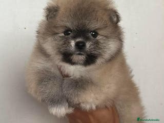 Pomerania perros POMERANIA // CACHORROS - Anuncio 4