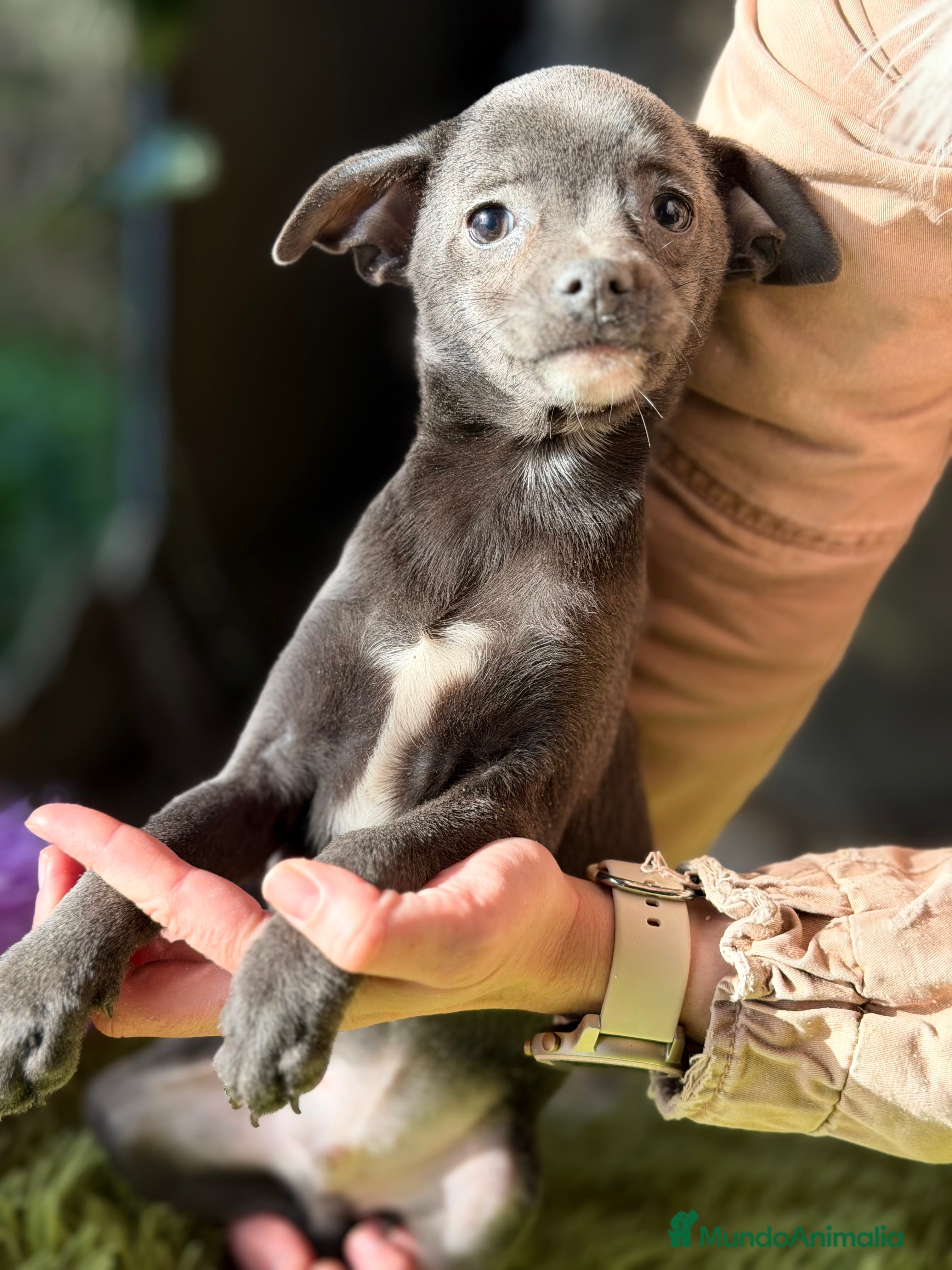 Chihuahua perros Chihuahua estándar  - Anuncio 2
