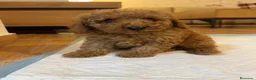 Caniche Toy perros en venta: Cachorritos caniche toy - Anuncio 1