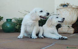 Golden Retriever perros en venta: Golden Retriever  - Imagen 2