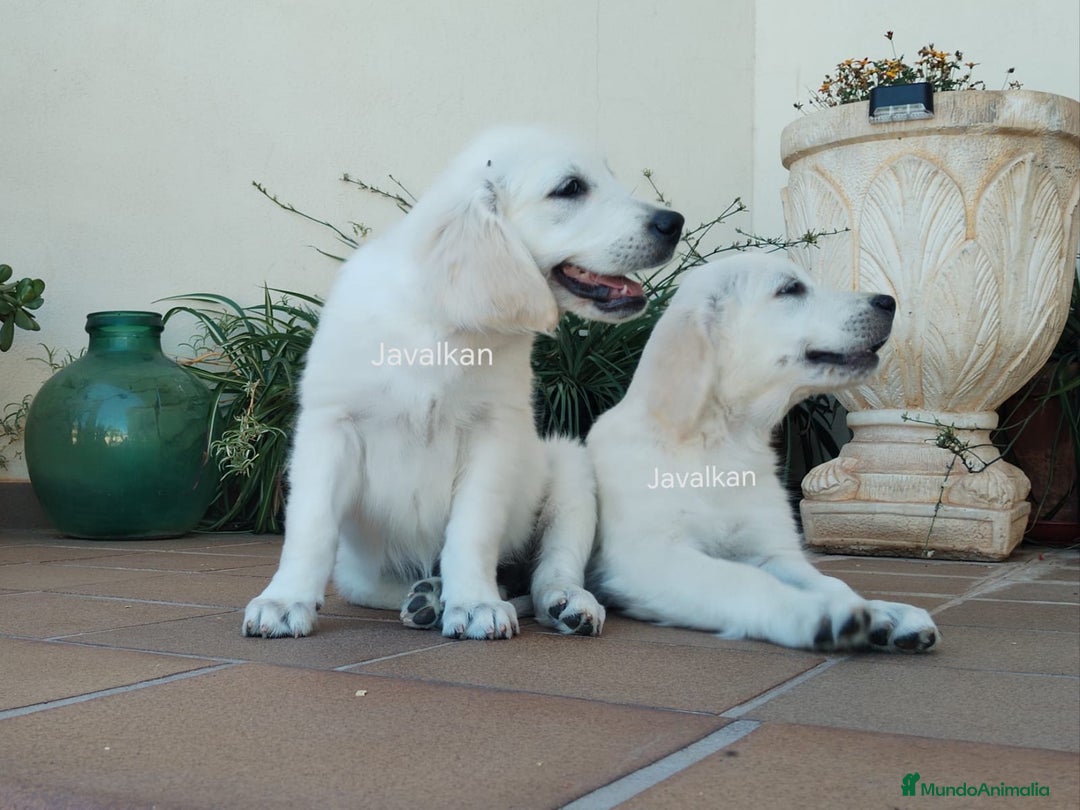Golden Retriever perros en venta: Golden Retriever  - Imagen 2