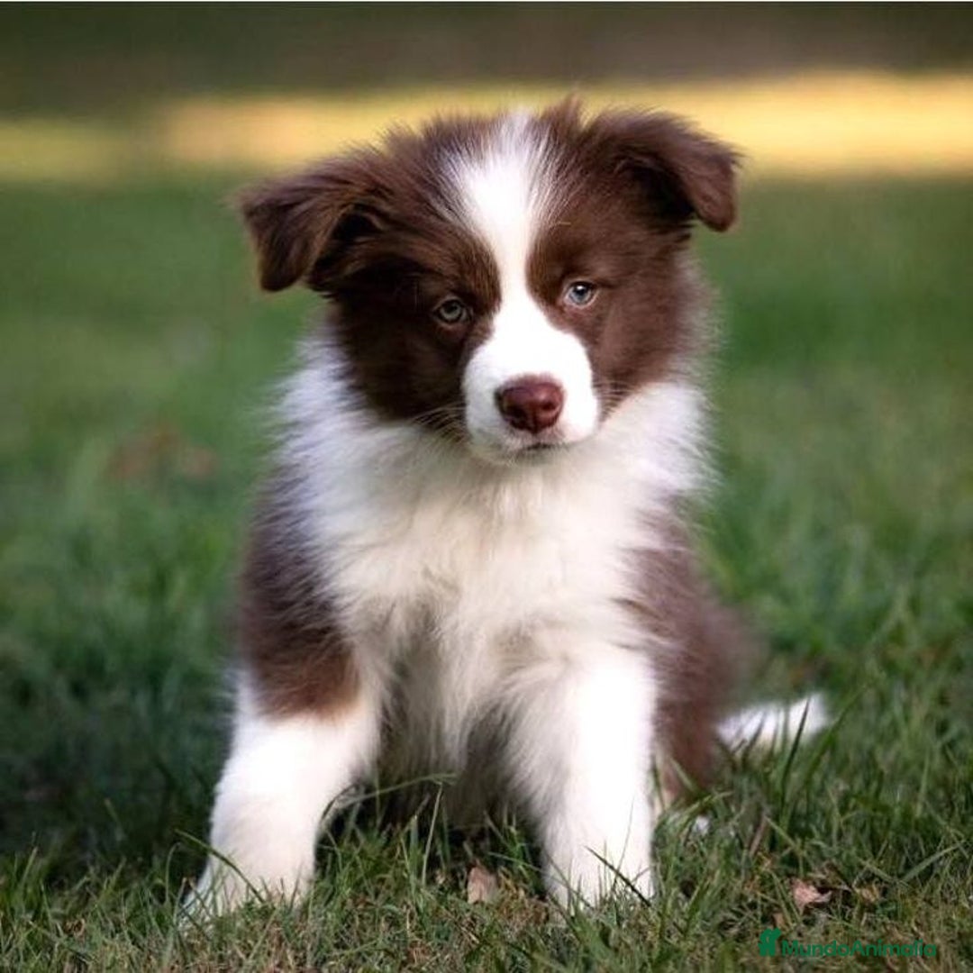 Border Collie perros en venta: BORDER COLLIE - Imagen 1