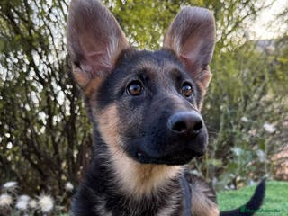 Pastor Alemán perros PASTOR ALEMAN - Anuncio 2