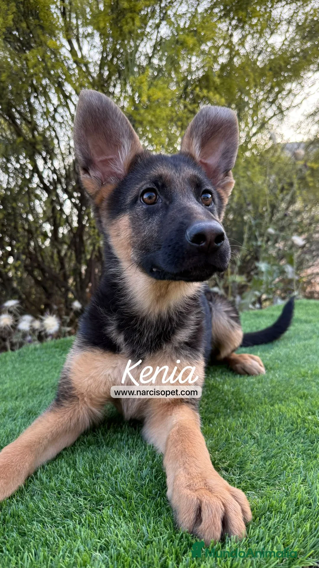 Pastor Alemán perros en venta: PASTOR ALEMAN - Anuncio 1