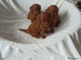 Caniche Toy perros ‼️‼️CANICHE TOY ROJOS 50% ASIÁTICOS - Anuncio 2