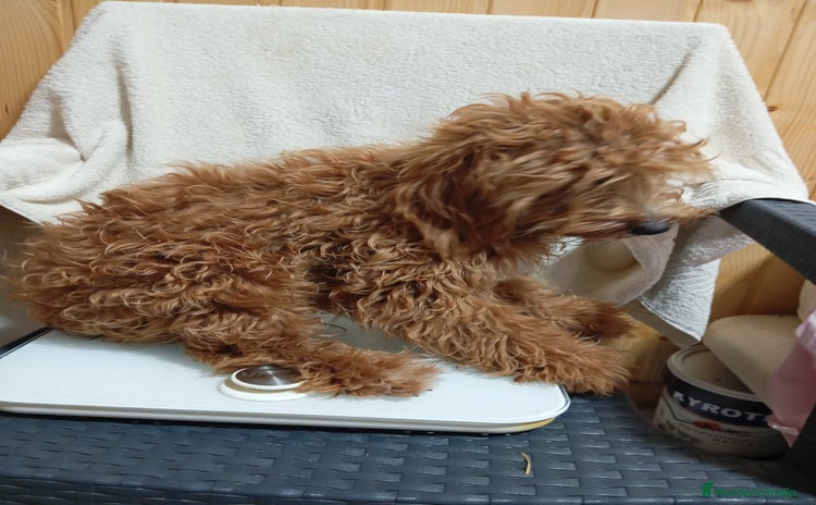 Caniche Toy perros Caniche toy  - Anuncio 1