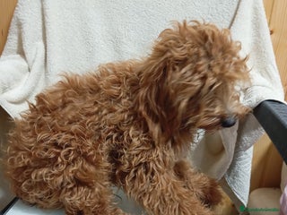 Caniche Toy perros Caniche toy - Anuncio 1