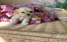 Maltipoo perros en venta: Maltipoo Toy hembra disponible!! - Imagen 3