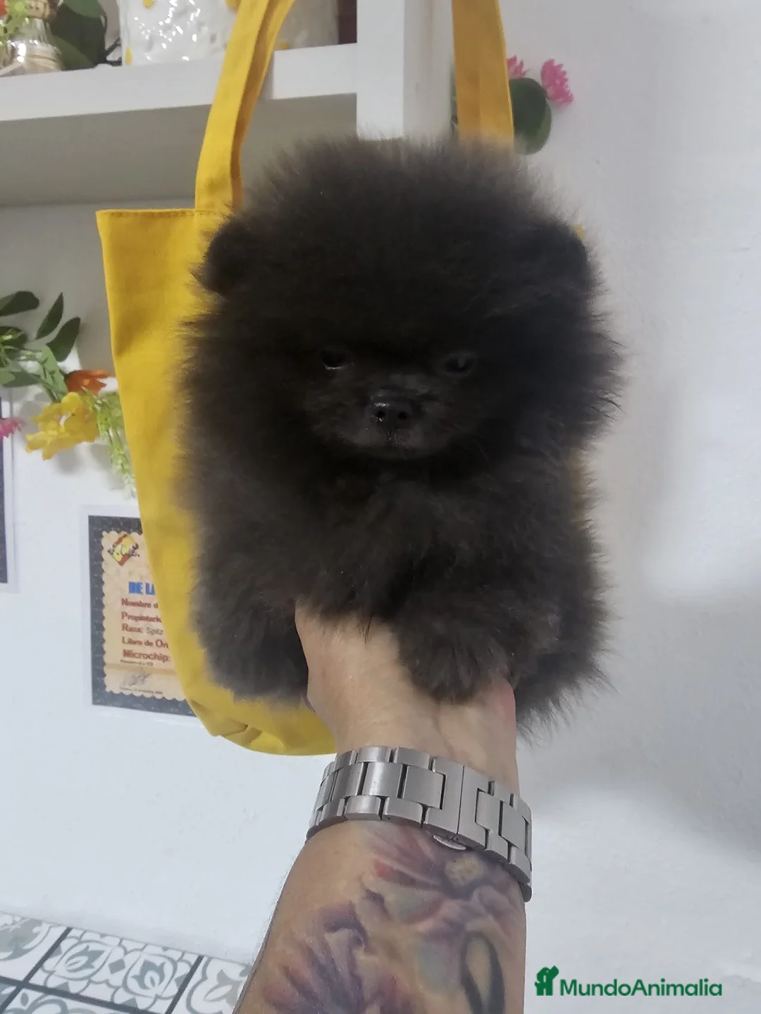 Pomerania perros en venta: EJEMPLARES DE POMERANIA LINIA RUSA  - Anuncio 2