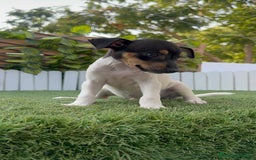 Ratonero Bodeguero Andaluz perros en venta: BODEGUERO ANDALUZ - Imagen 17