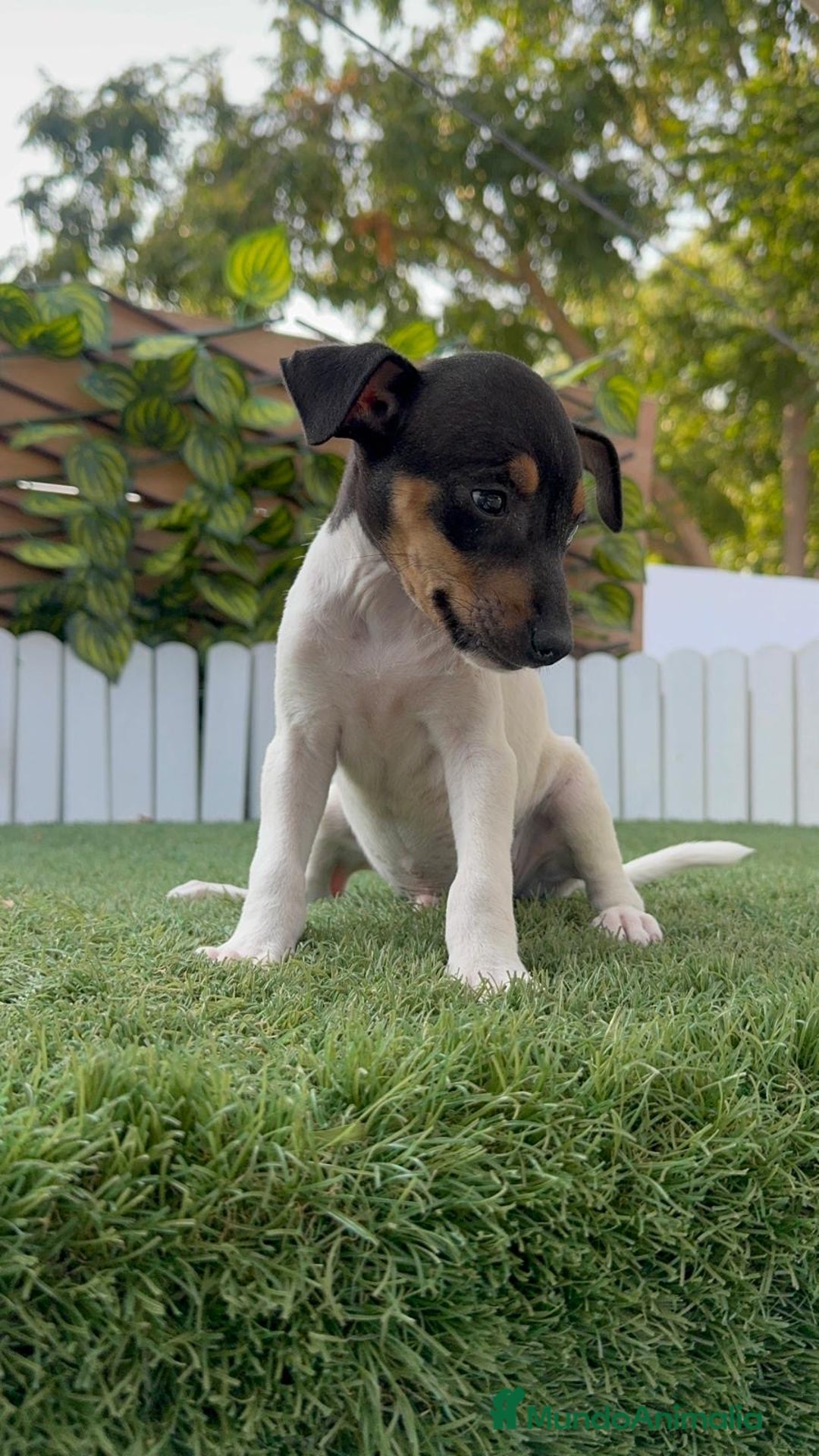 Ratonero Bodeguero Andaluz perros en venta: BODEGUERO ANDALUZ - Imagen 17