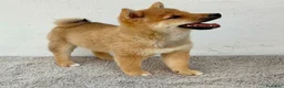 Shiba Inu perros en venta: Shiba Inu - Anuncio 2