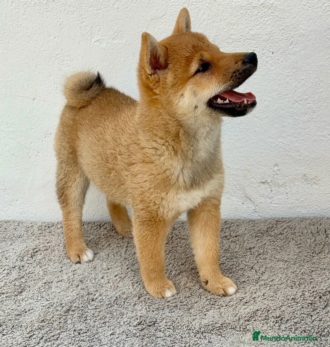 Shiba Inu perros en venta: Shiba Inu - Anuncio 2