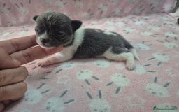 Chihuahua perros en venta: Chihuahua mini toy blue - Imagen 6
