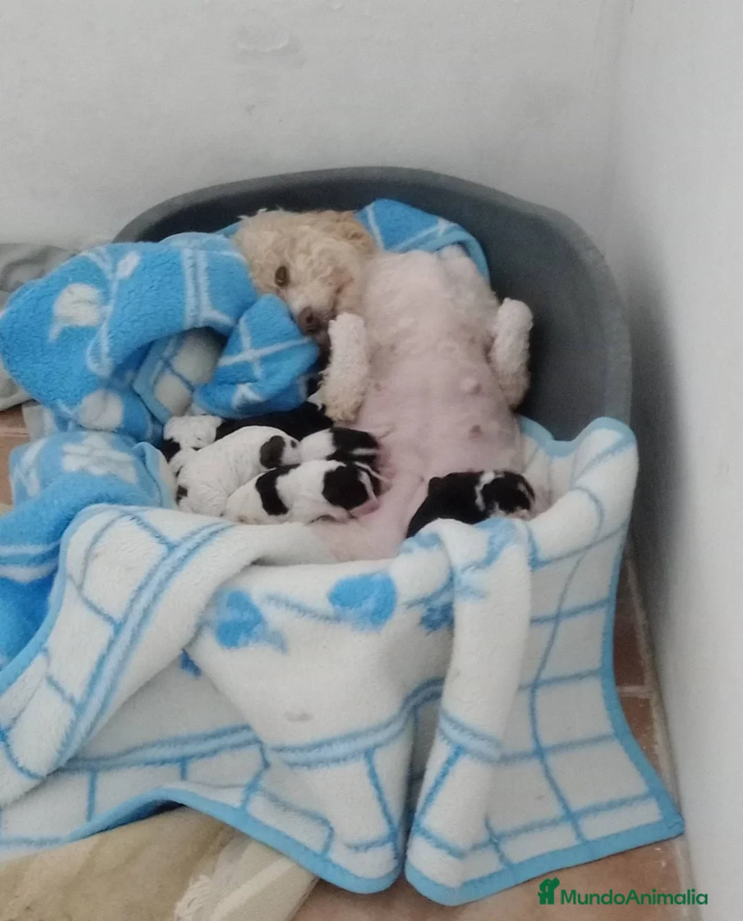 Perro de Agua Español perros en venta: Preciosos cachorros de perro de agua español - Anuncio 2