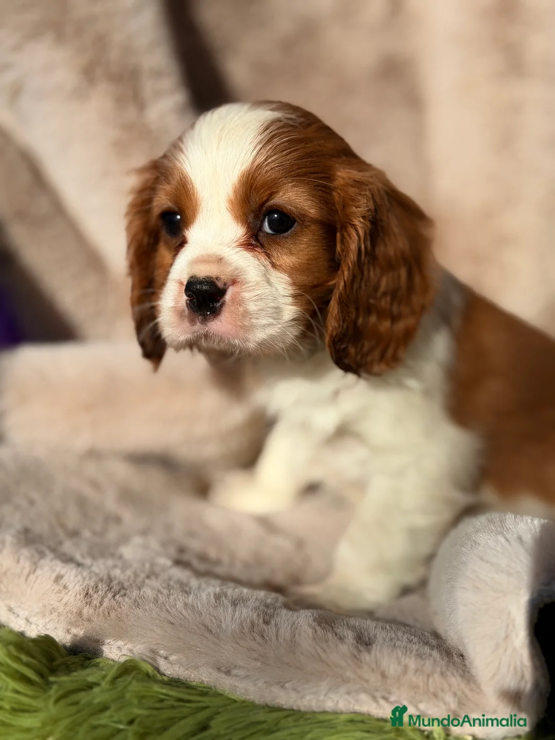 Cavalier King Charles Spaniel perros en venta: Cavalier Blenheim macho  - Anuncio 5