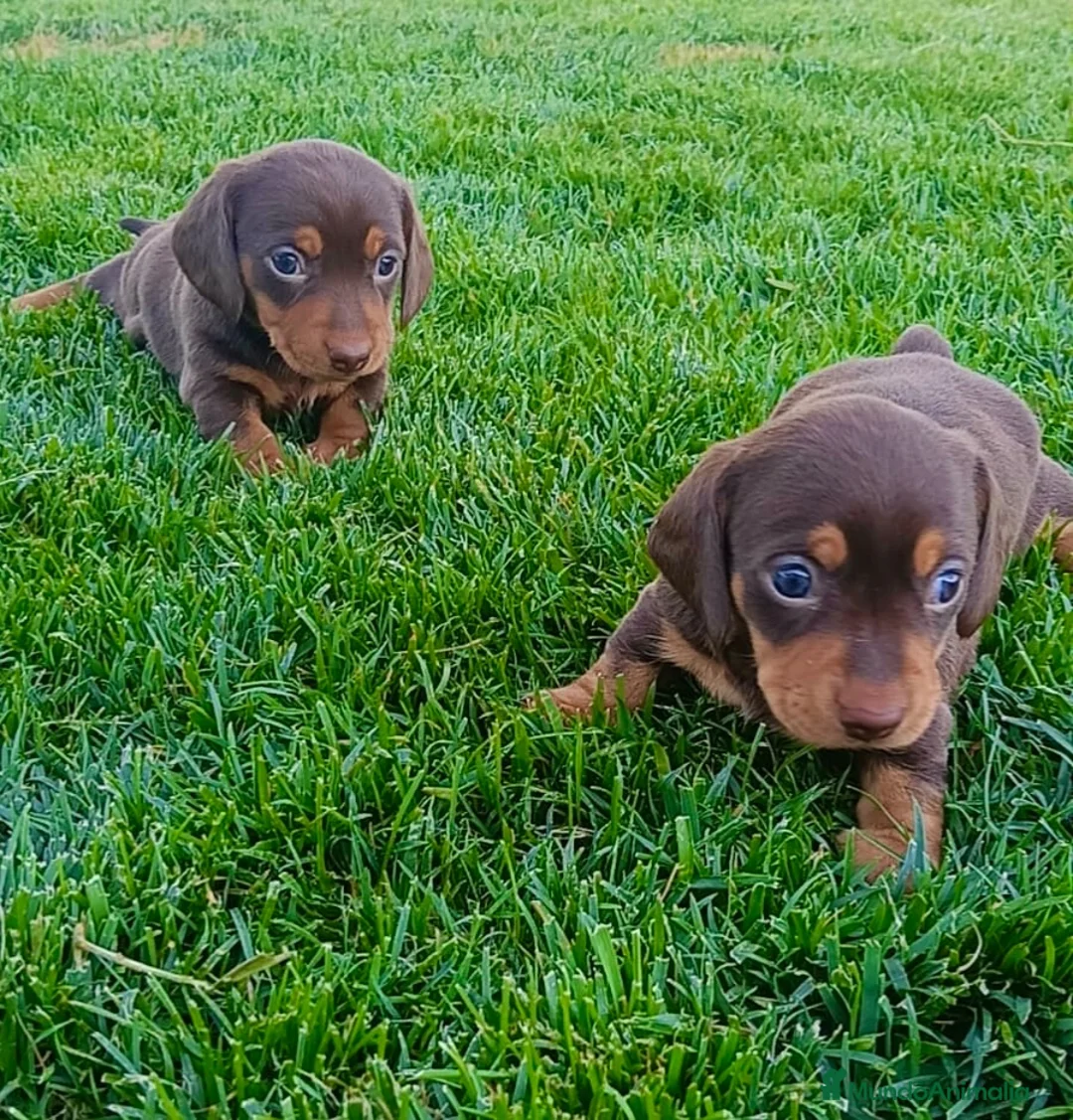 Teckel Miniatura perros en venta: Espectacular cachorra Teckel mink chocolate fuego  - Anuncio 1