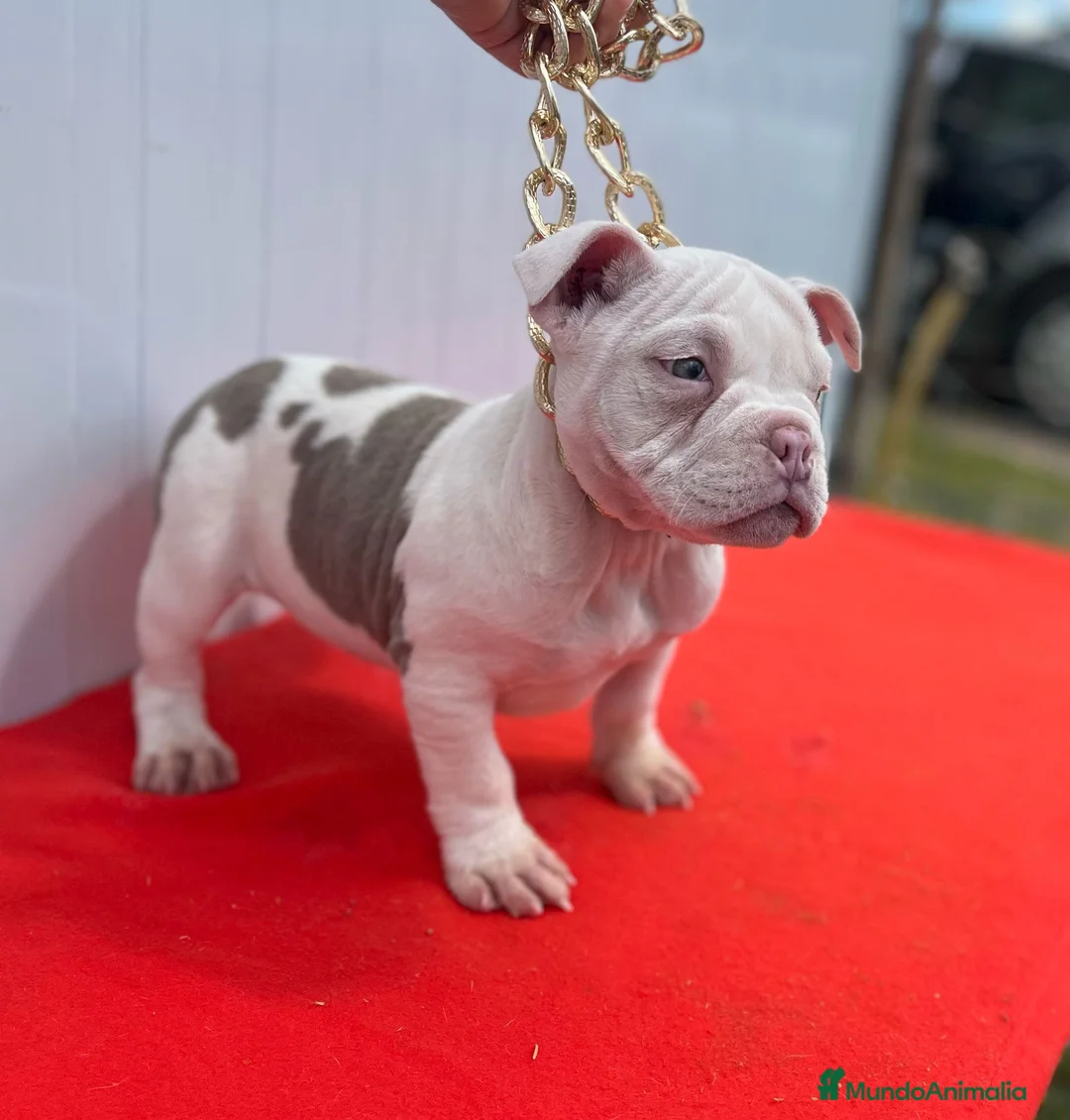 American Bully perros en venta: American bully pocket  - Anuncio 3
