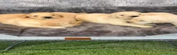 Golden Retriever perros en venta: Cachorros Golden retriever - Anuncio 3