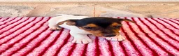 Jack Russell Terrier perros en venta: Jack Russell terrier  - Anuncio 14