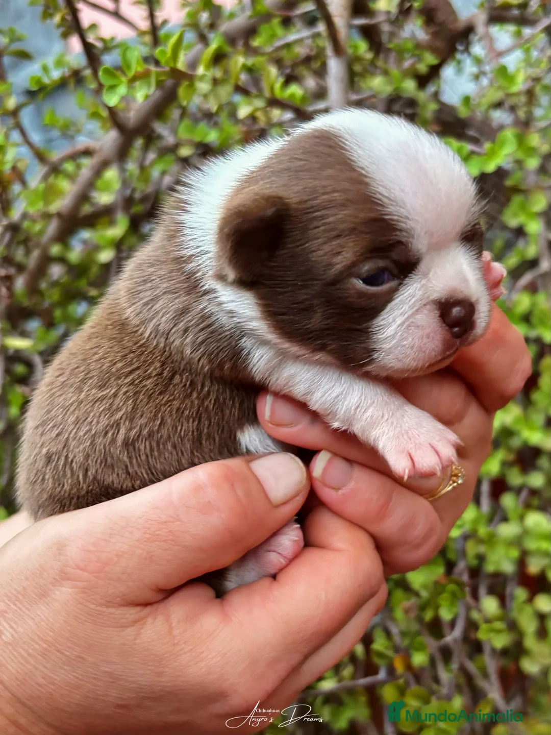 Chihuahua perros en venta: Chihuahua hembra - Anuncio 1