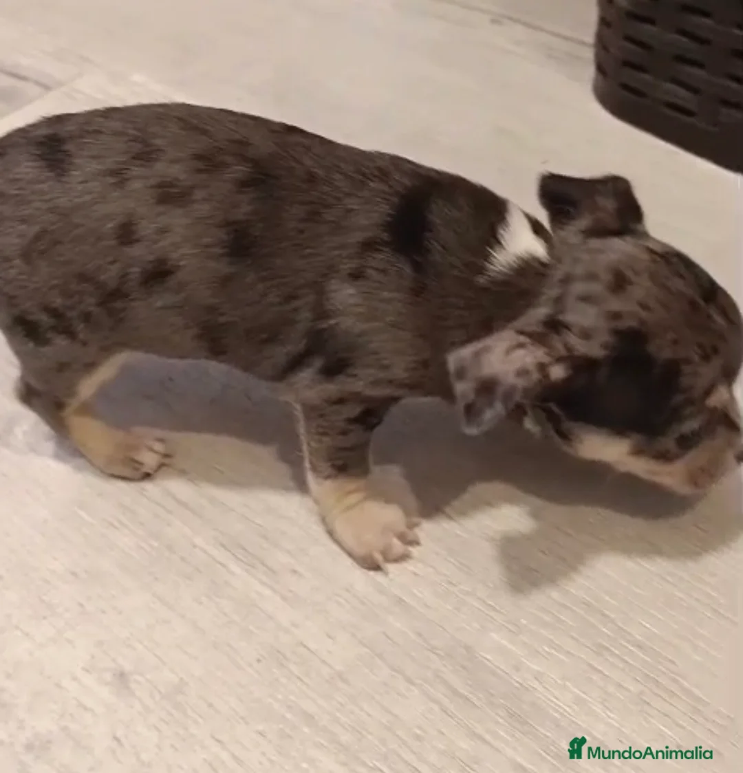 Chihuahua perros en venta: Chihuahua merle macho🐾🐶🩵 - Anuncio 2