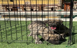 Dogo Canario perros en venta: Cachorros presa canario para guarda - Imagen 9