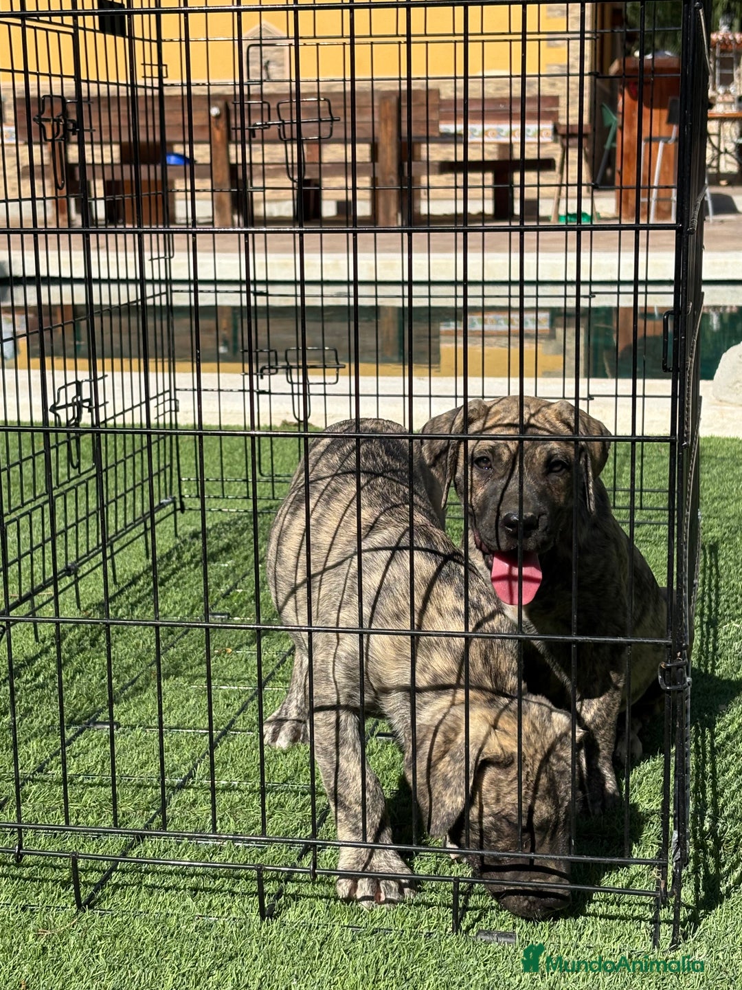 Dogo Canario perros en venta: Cachorros presa canario para guarda - Imagen 9